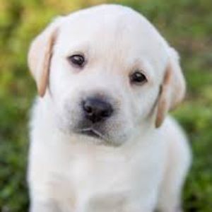 Meet your Posher, Evie